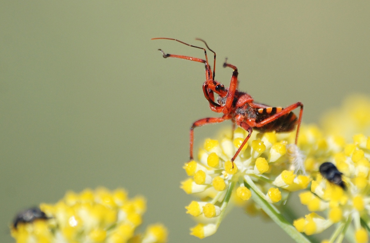 Reduviidae: Rhinocoris erythropus della Sardegna